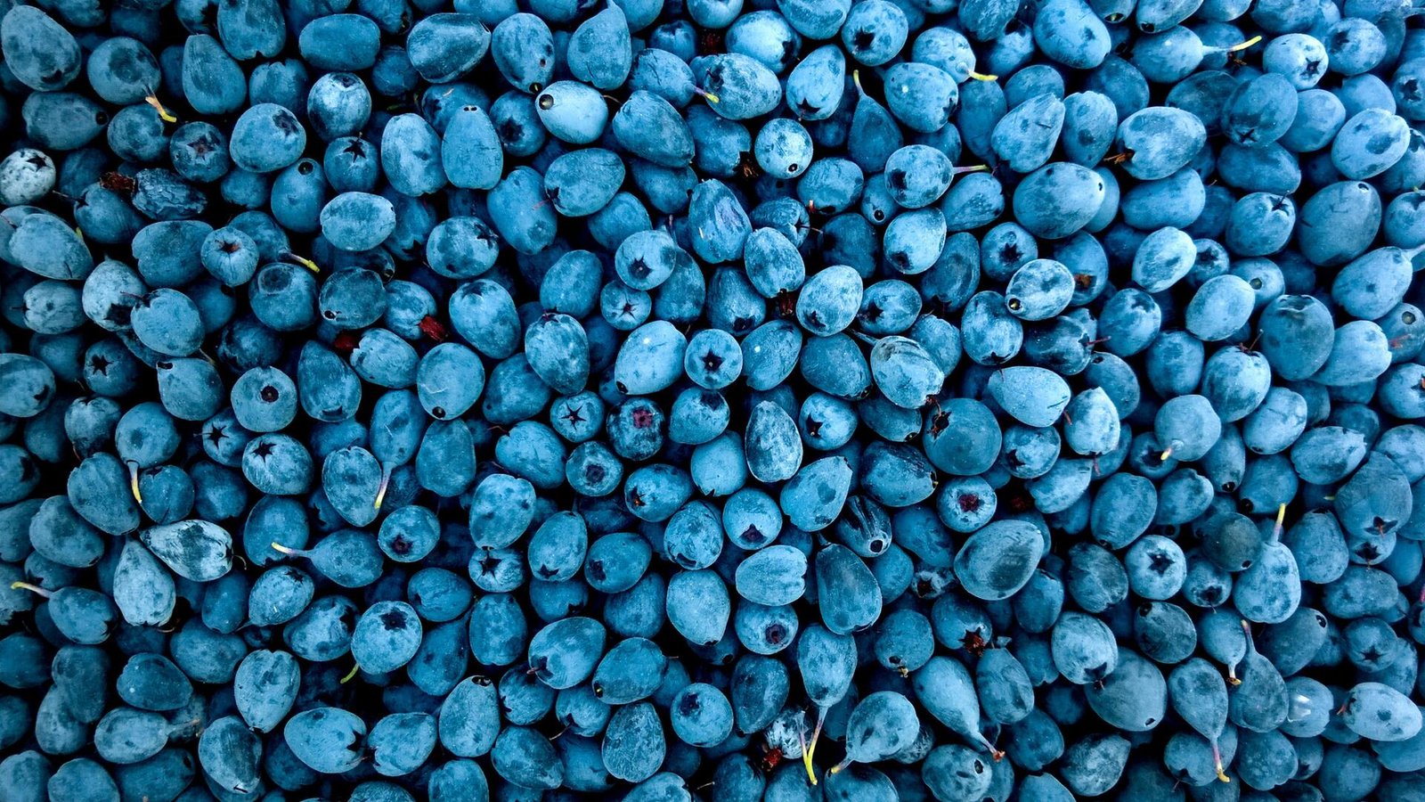 Blueberries - hdwallpaper4k