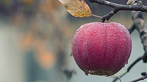 Apple On A Tree Branch