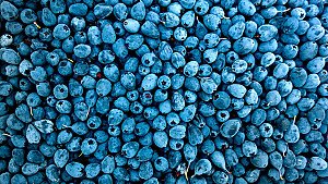 Blueberries - hdwallpaper4k